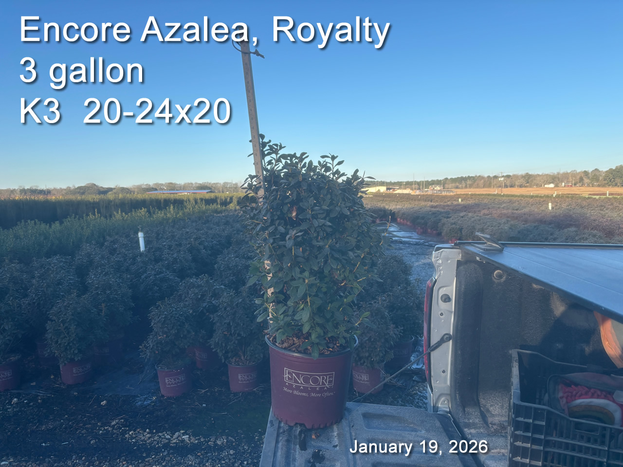 gallery/eroy3 k3 jan19.jpg